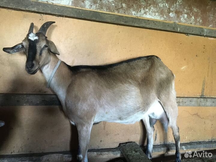 Козы чешской породы