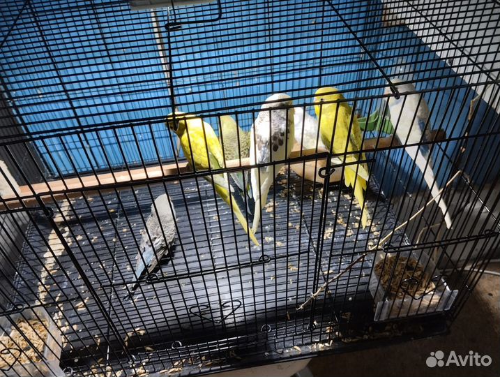 Волнистый попугай, попугай неразлучник фишера