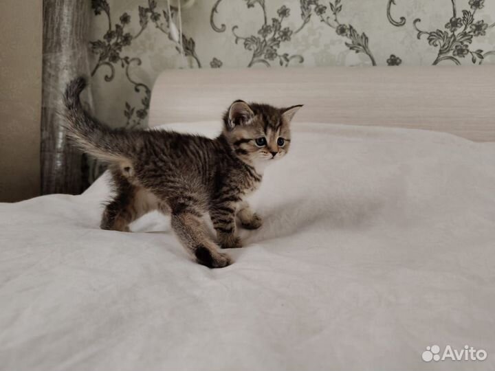 Британские котята