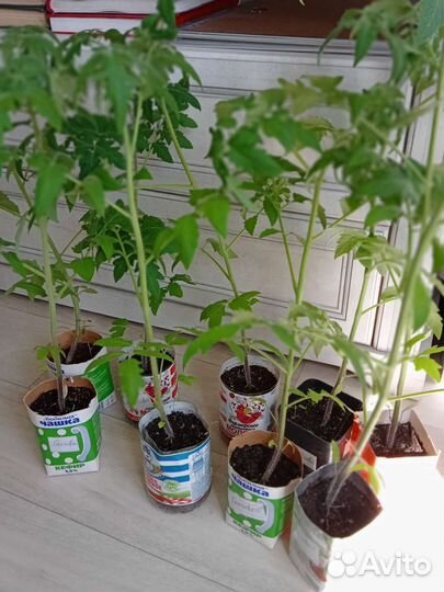 Рассада помидор Благовест