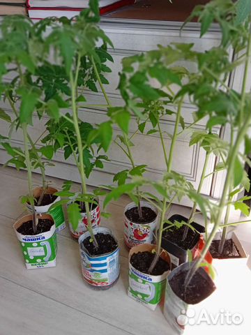 Рассада помидор Благовест