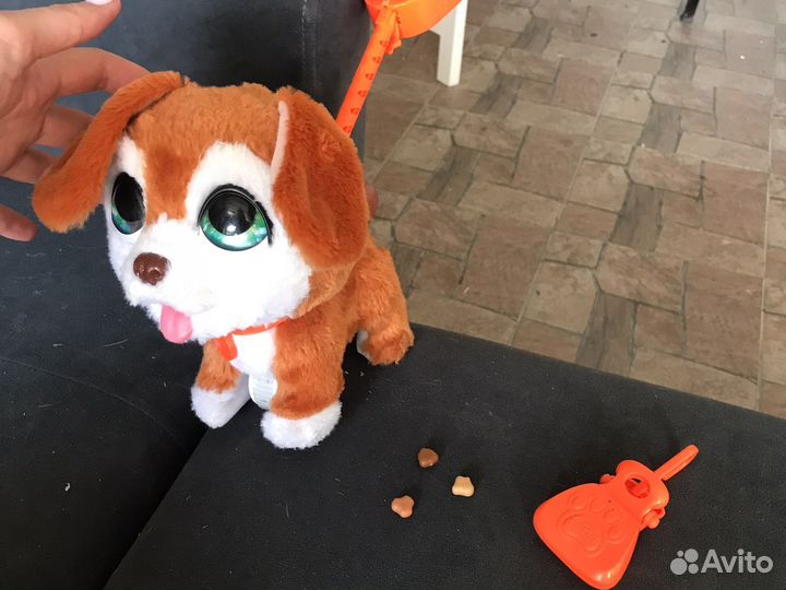 Какающая собака )