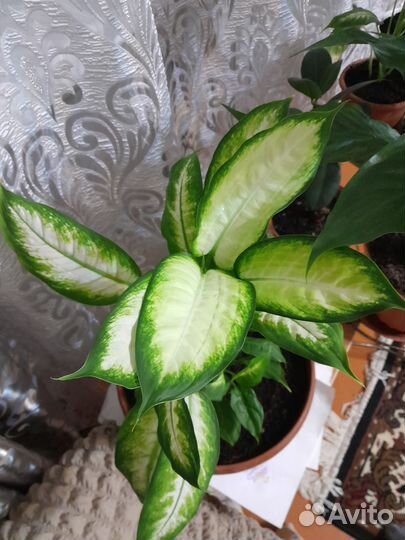 Диффенбахия