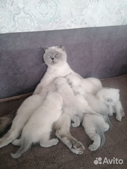 Шотландские котята