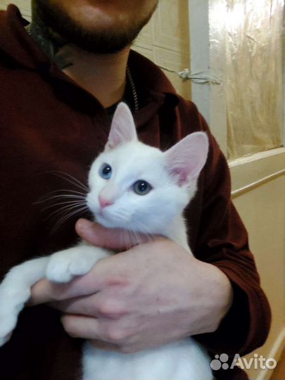 Кошка в дар бесплатно