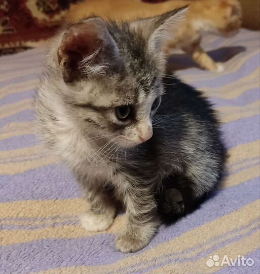 Хорошенькая кошечка, в добрые руки