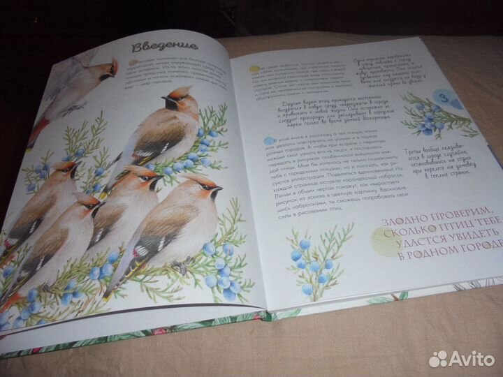 Птицы в городе Н.Габеева Аванта 2022