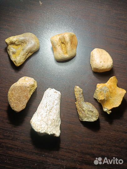 Окаменелости