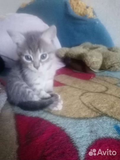 Кошка в дар