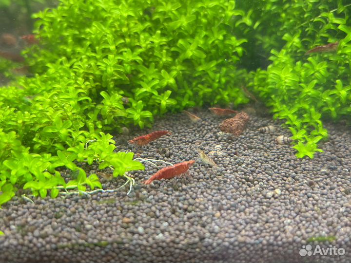 Хемиантус микрантемоидес