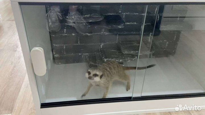 Террариум для животных