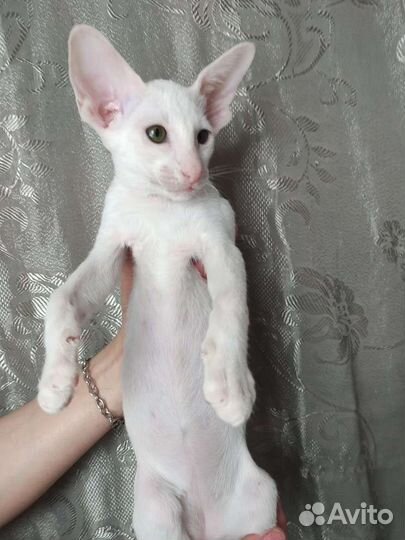 Зеленоглазая девочка ориентальная