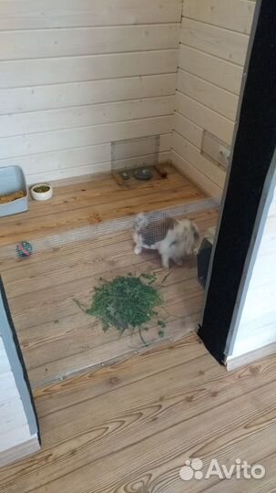 Гостиница для животных