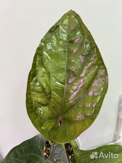 Антуриум гибрид