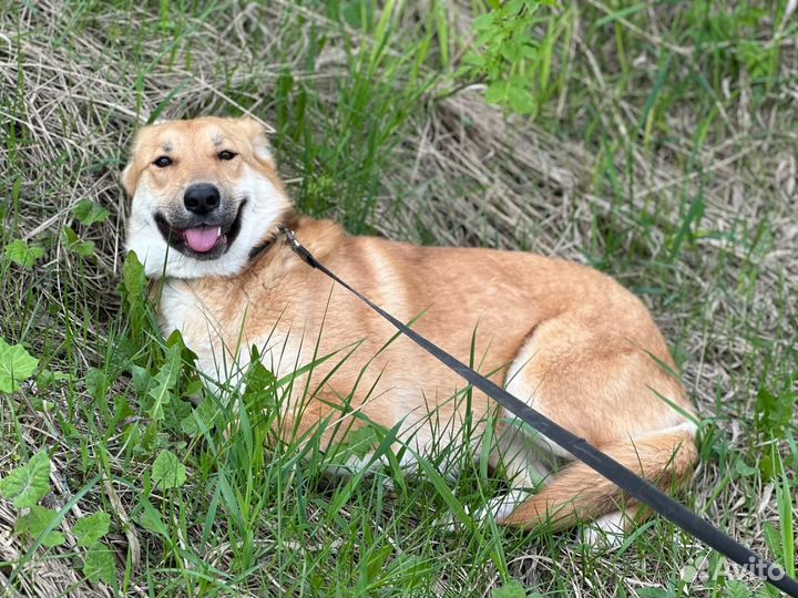 Собака в добрые руки