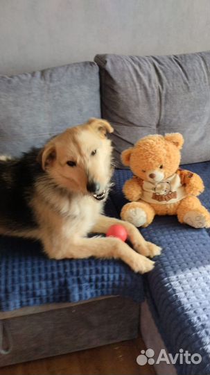 Собака Арфа в добрые руки