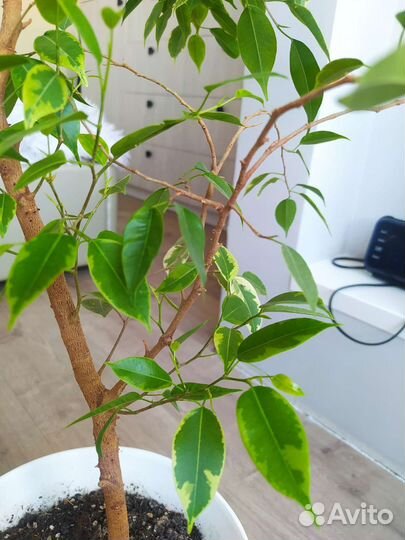 Фикус бенджамина 110м