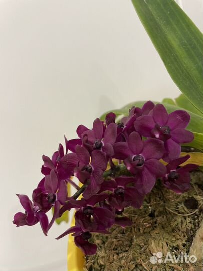 Rhy.gigantea Dark Red