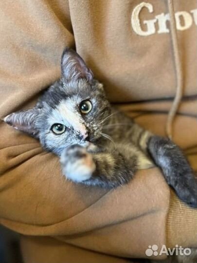 Котенок девочка 3,5 месяца