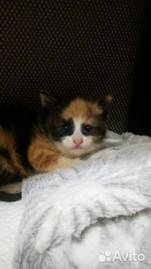 Котёнок в дар