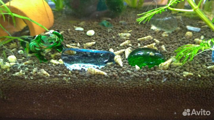 Улитки Физы, Мелании