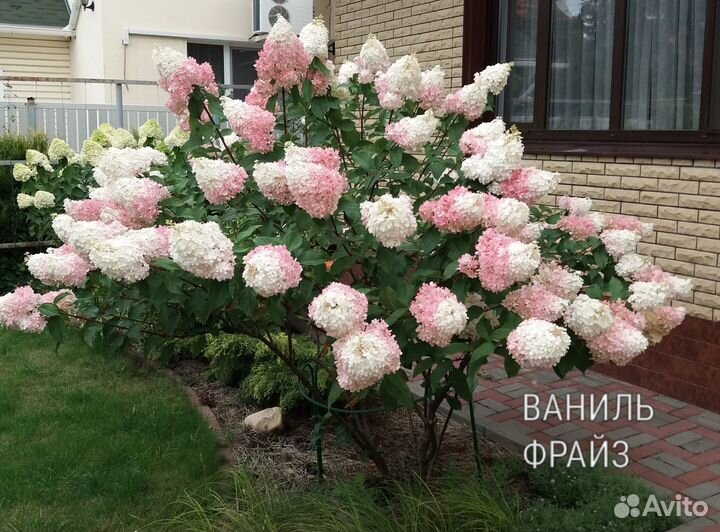 Саженцы гортензии метельчатой