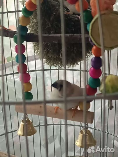 Гнездо для маленьких птичек