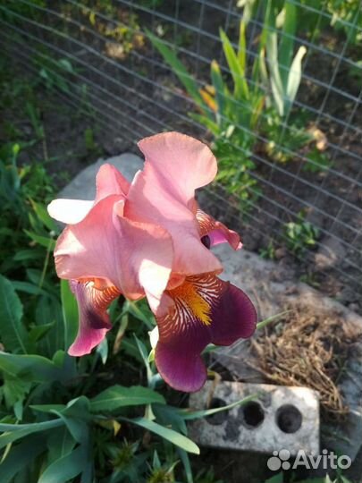 Ирисы бородатые