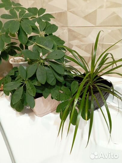 Комнатные цветы