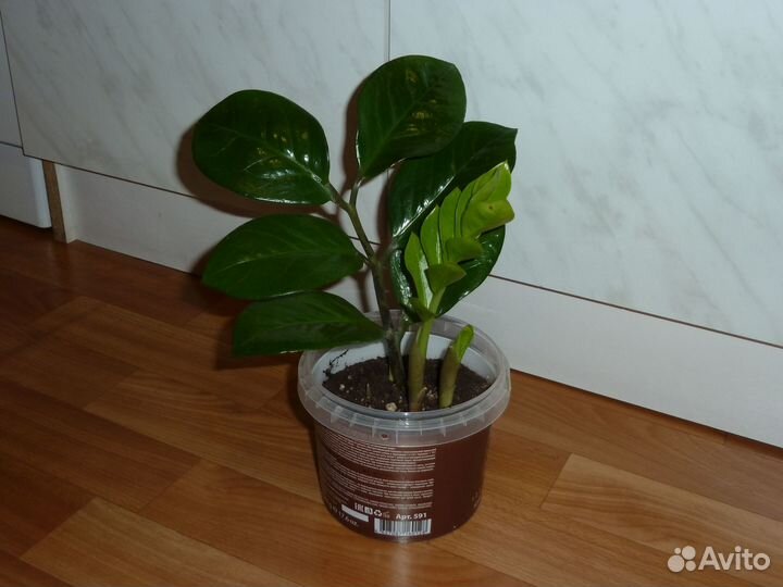 Замиокулькас