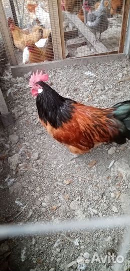 Куры петухи