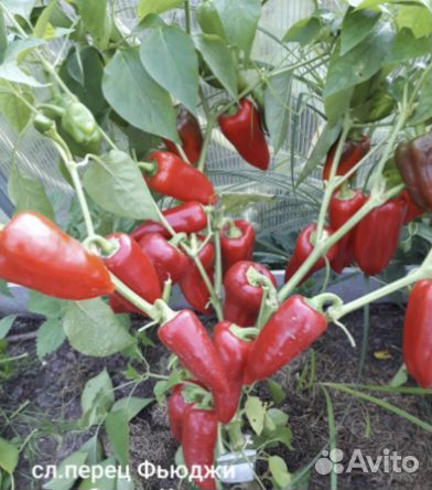 Перец фьюджи партнёр