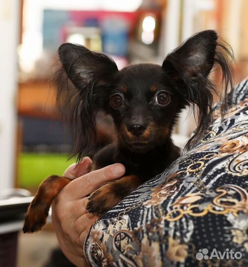 Поня - мальчик из хорошей семьи. РКФ