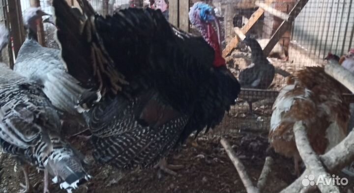 Инкубационное яйцо индейки