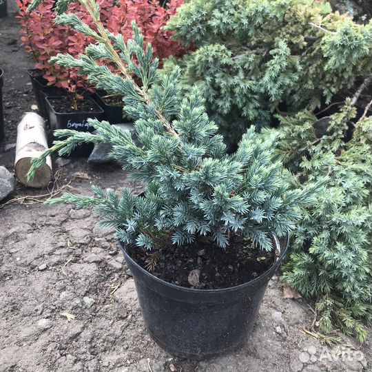 Можжевельник в ассортименте