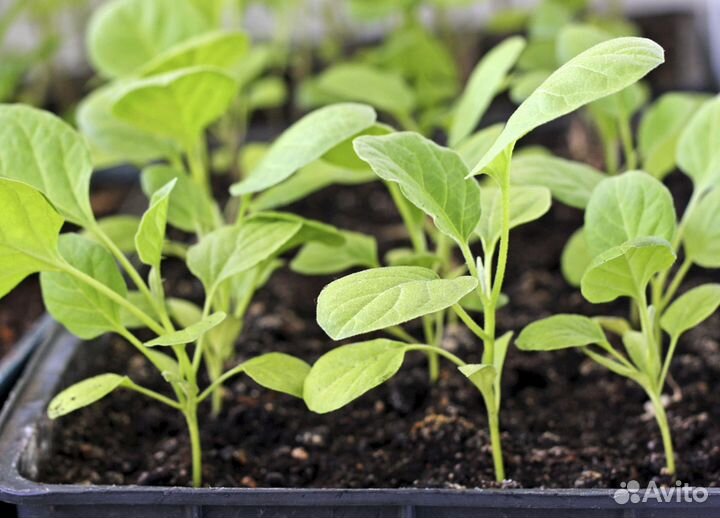 Рассада томатов, баклажанов и перцев