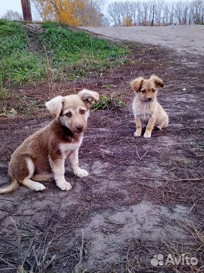 Маленькие собачки