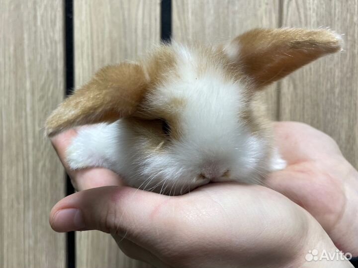 Декоративные карликовые кролики