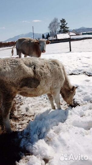 Корова высокоудойная