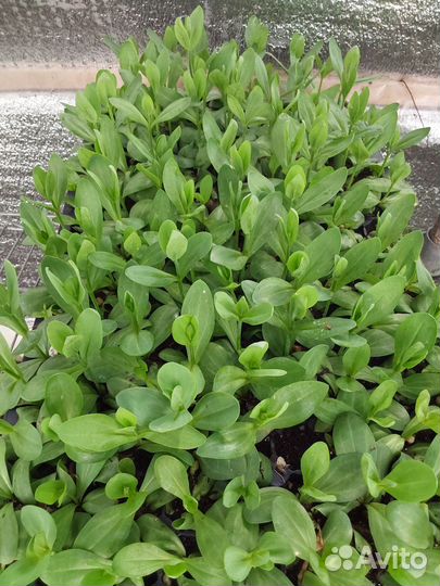 Эустома рассада