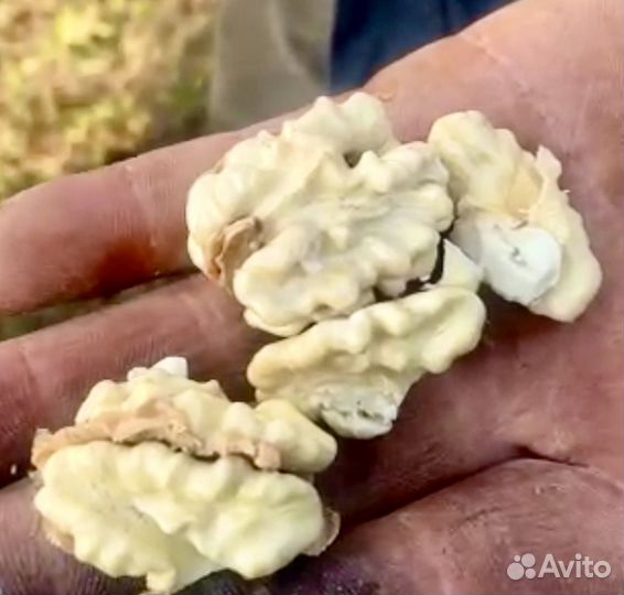 Продам грецкий орех