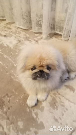 Щенки пекинеса