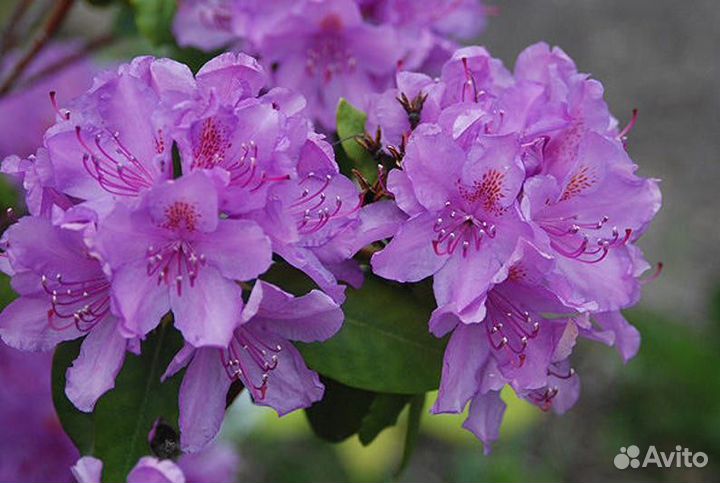 Рододендрон разные сорта