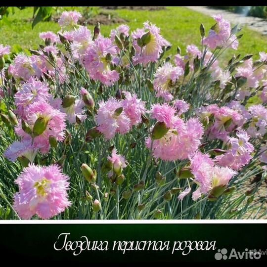 Многолетние садовые цветы