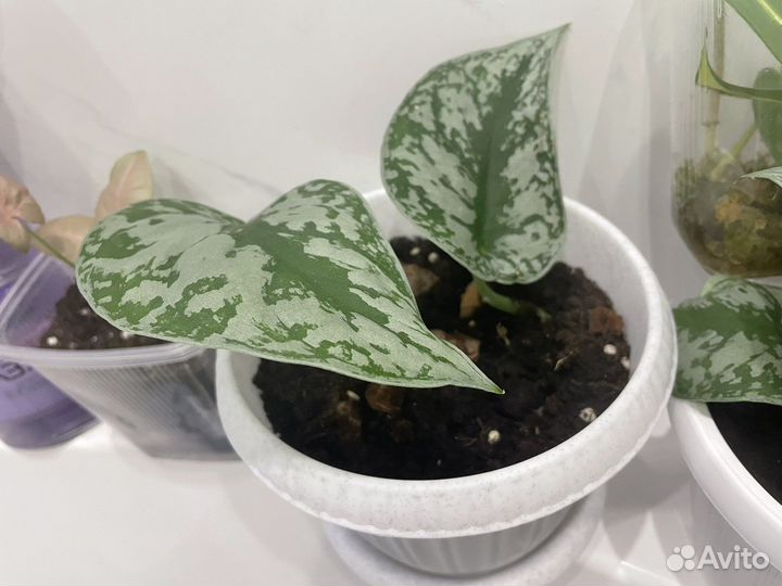 Сциндапсус треба в белом горшочке с поддоном