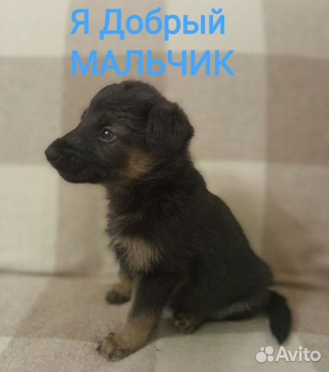 Щеночки в добрые ручки