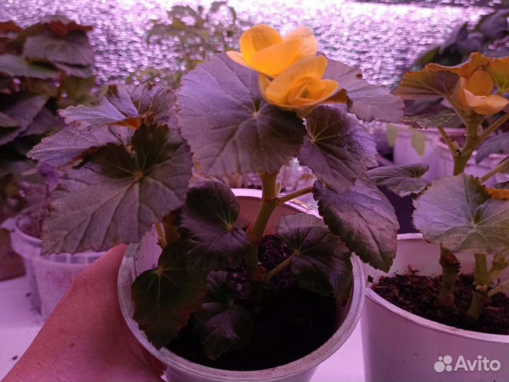 Бегония Элатиор оранжевые и жёлтые