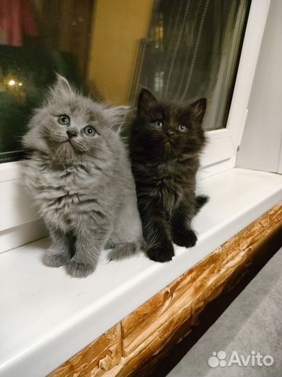 Котята