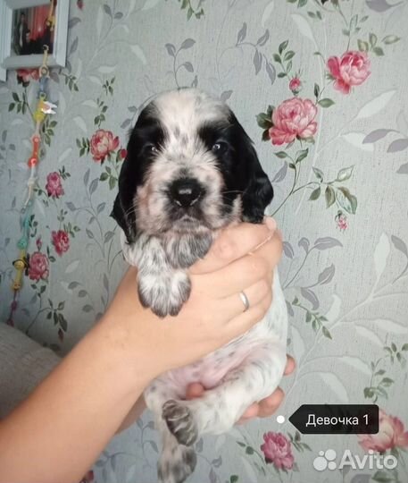 Русский спаниель