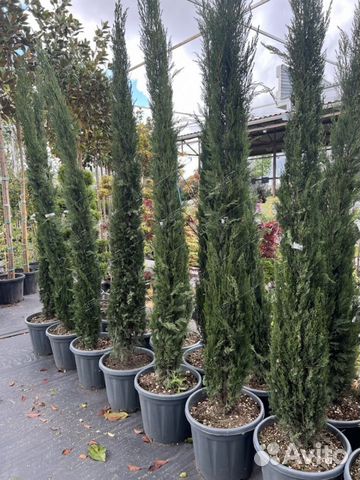 Кипарис вечнозелёный Пирамидалис 200/250 Cupressus купить в Краснодаре ...